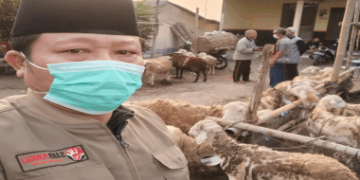penyerahan hewan qurban
