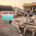 penyerahan hewan qurban